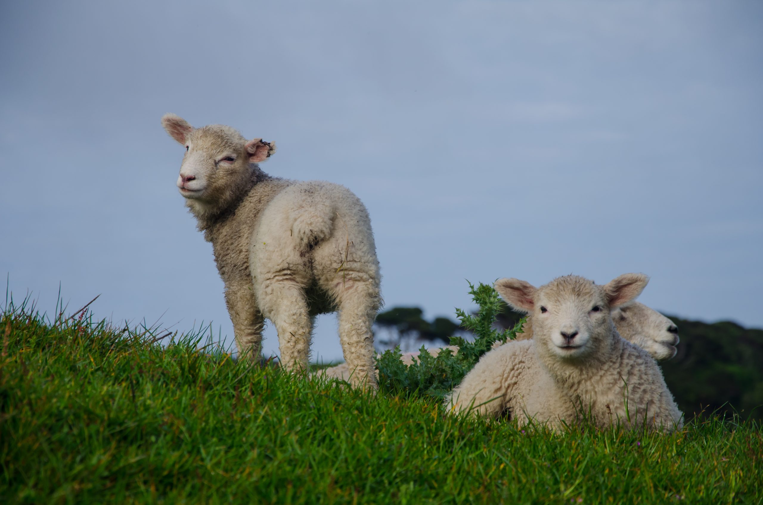 A closeup shot of sheep in a grassland