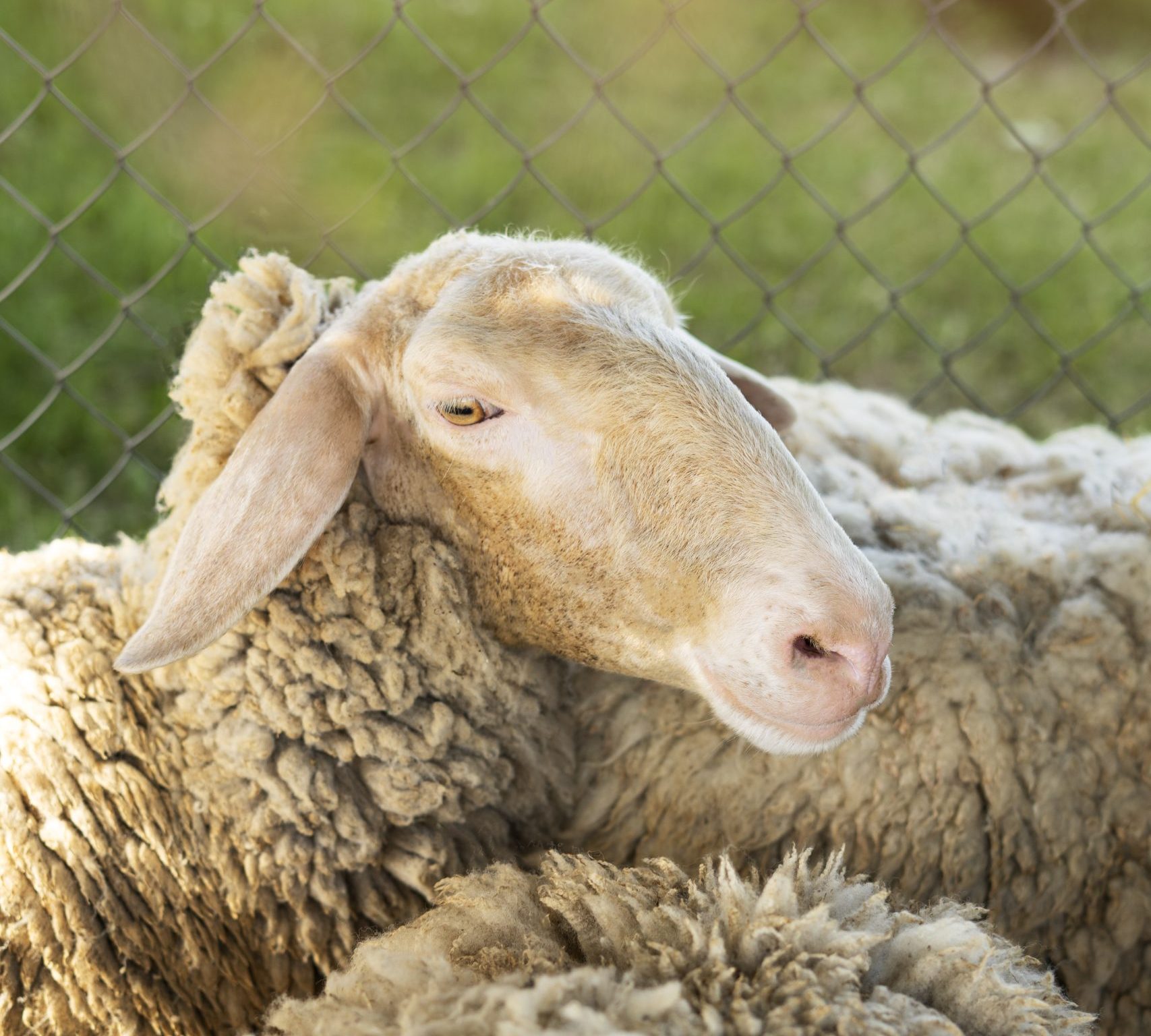 high-angle-cute-sheep-nature