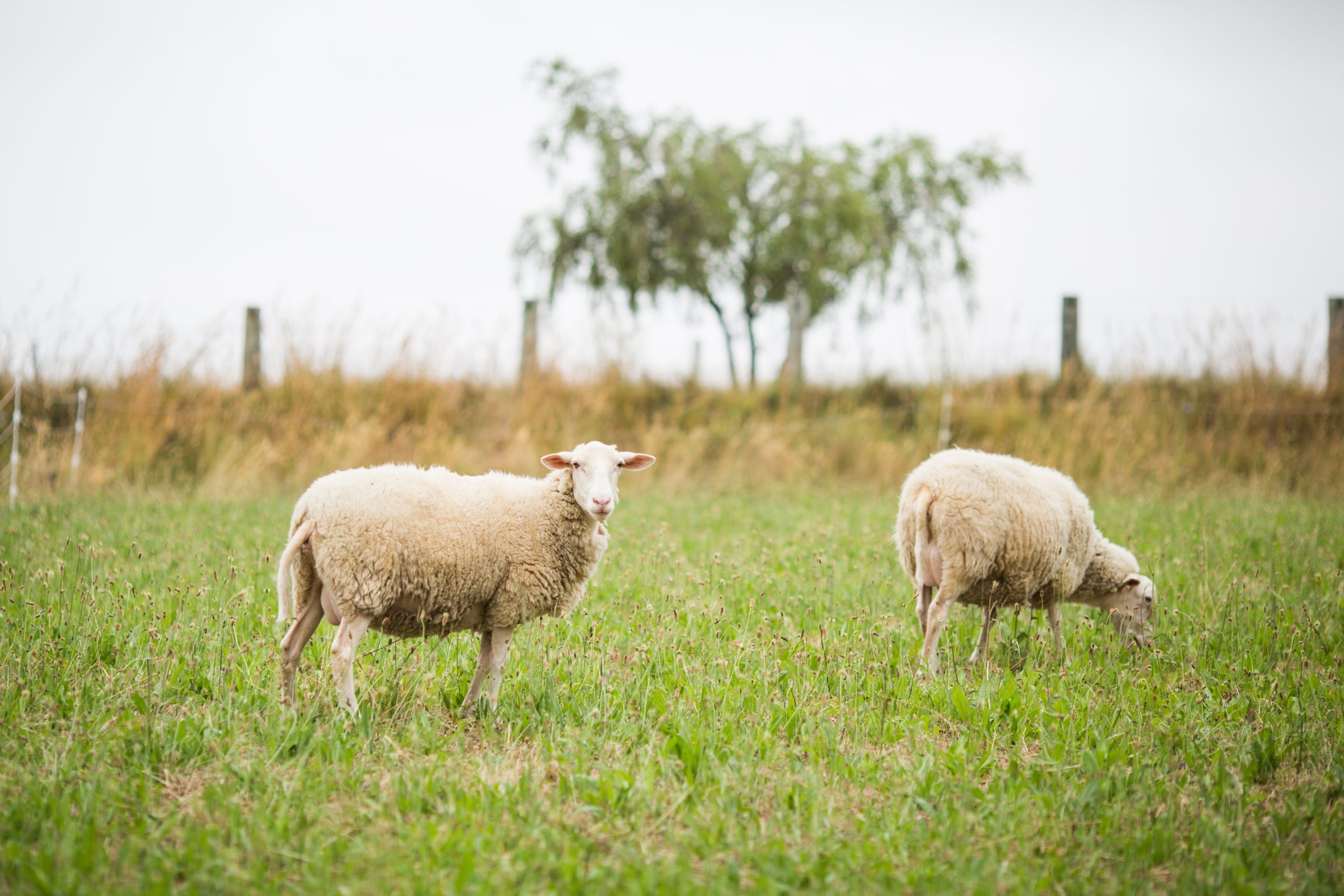 A horizontal shot of two white sheep walking and eating grass in a field during daylight